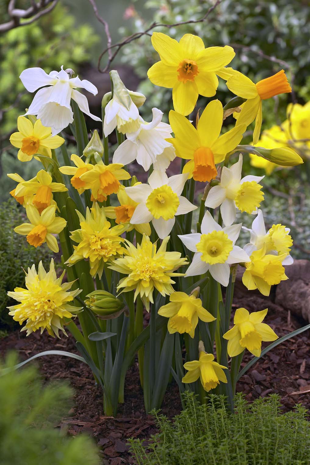 Narcis Botanisch Mix (par multiples de 100 pièces)